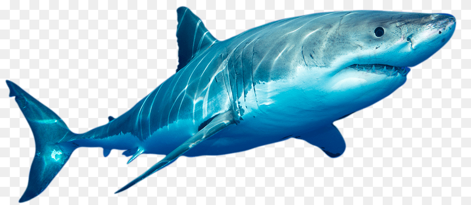 Whats The Shark Equivalent Of Burning Man Stanford Magazine, Animal, Sea Life, Fish, Great White Shark Png