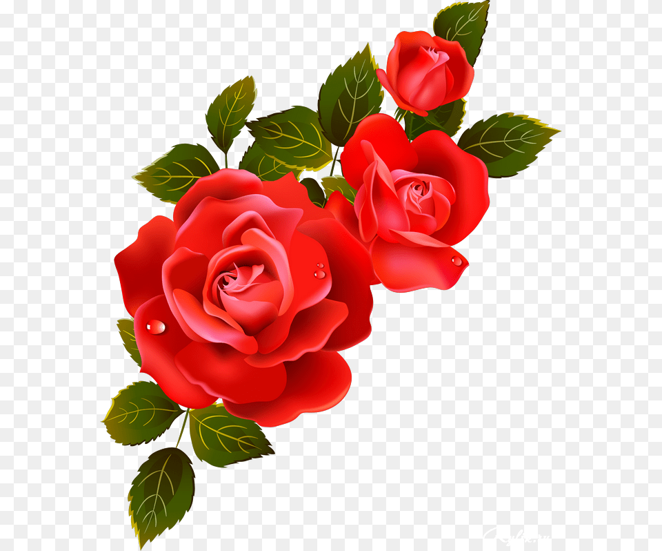 Whatsapp Dp Good Night, Flower, Plant, Rose, Petal Png Image