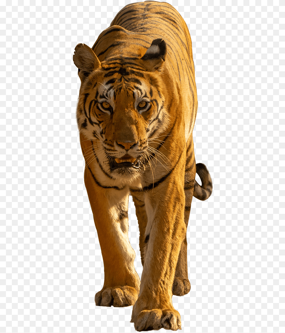 Whatsapp Icon Bengal Tiger, Animal, Mammal, Wildlife Free Png Download