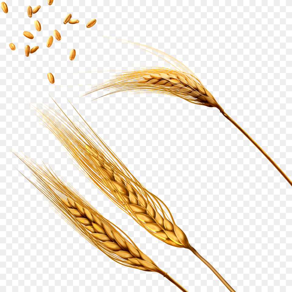 Wheat Free Png Download