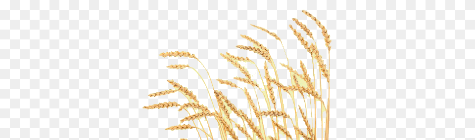 Wheat, Food, Grain, Grass, Plant Png Image