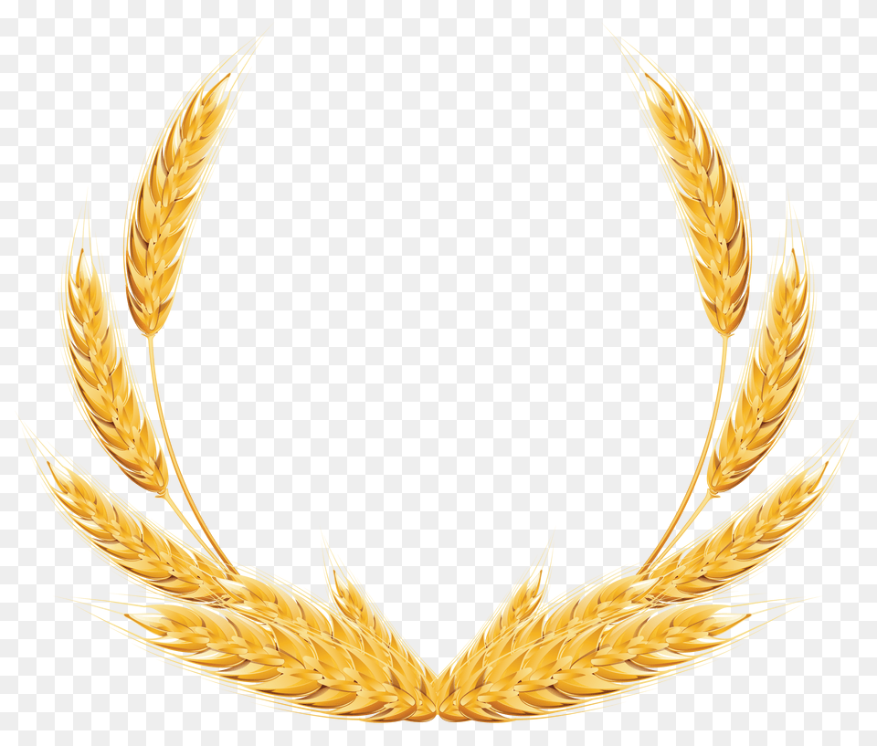 Wheat Png Image