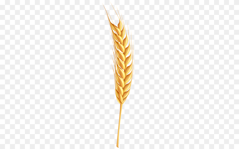 Wheat, Food, Grain, Produce Png