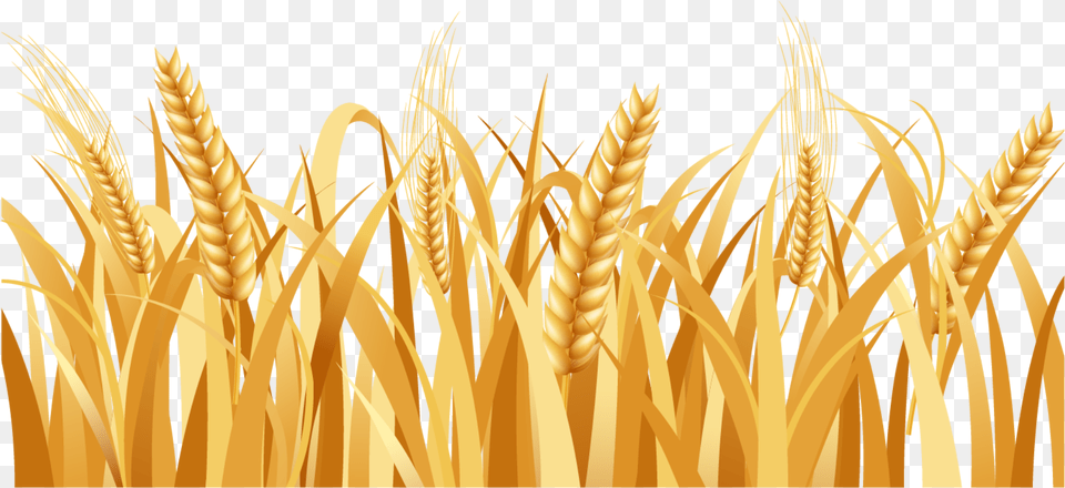 Wheat, Produce, Food, Grain, Outdoors Free Png Download