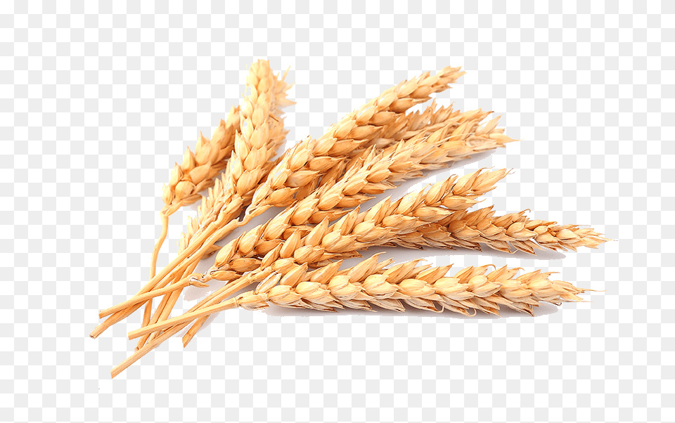 Wheat, Food, Grain, Produce, Plant Free Png