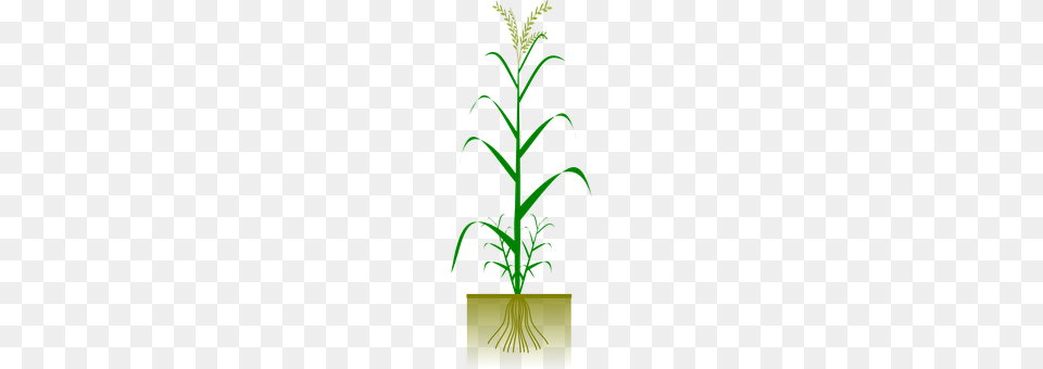 Wheat Grass, Plant, Tree, Conifer Free Png Download