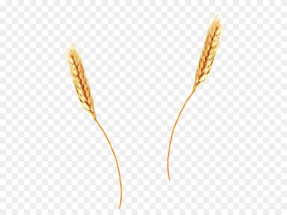 Wheat, Food, Grain, Produce, Bow Png