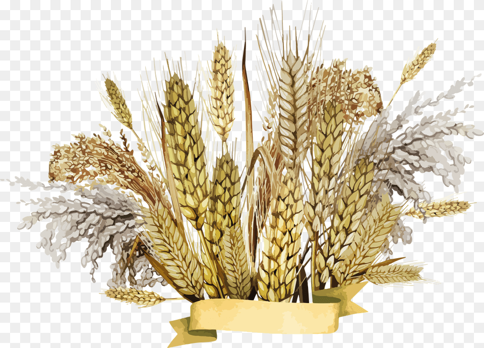 Wheat Free Png