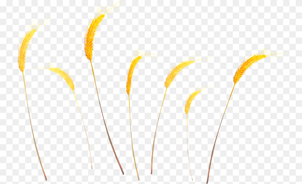 Wheat, Grass, Plant, Bow, Reed Png Image