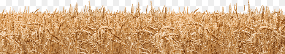 Wheat, Food, Grain, Produce Png Image