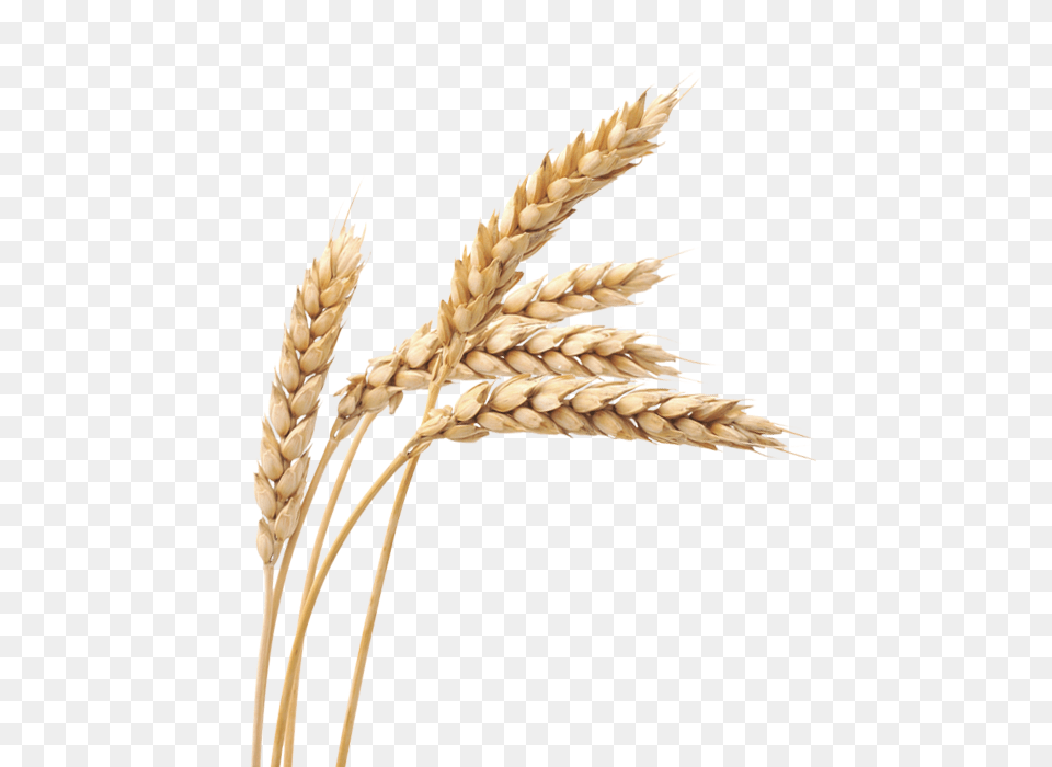 Wheat, Food, Grain, Produce Free Png