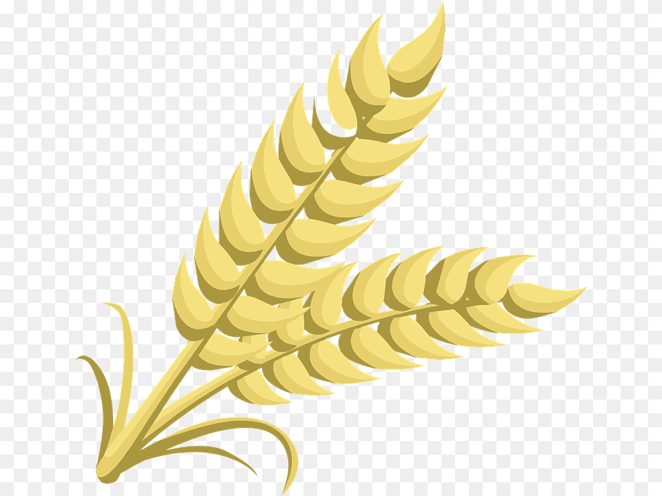 Wheat, Leaf, Plant, Food, Grain Png Image
