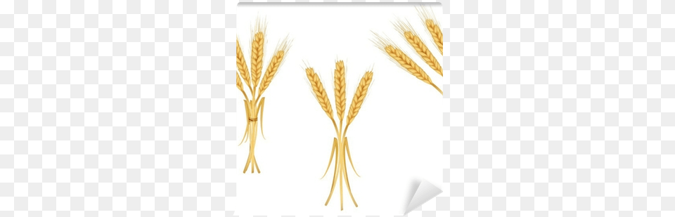 Wheat, Food, Grain, Produce, Plant Free Png