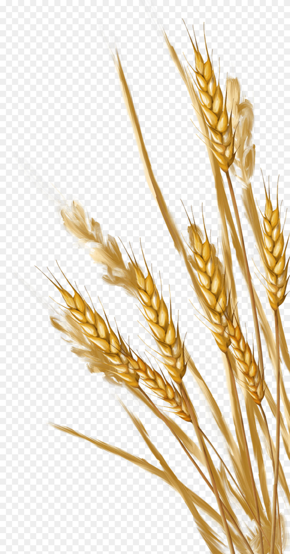 Wheat, Food, Grain, Produce, Plant Png Image