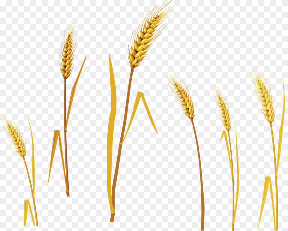 Wheat, Food, Grain, Produce, Grass Png