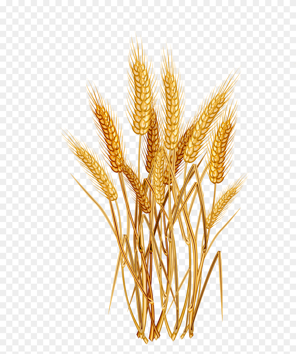 Wheat, Food, Grain, Produce, Cross Free Png Download
