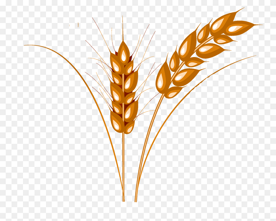 Wheat, Food, Grain, Produce, Animal Png