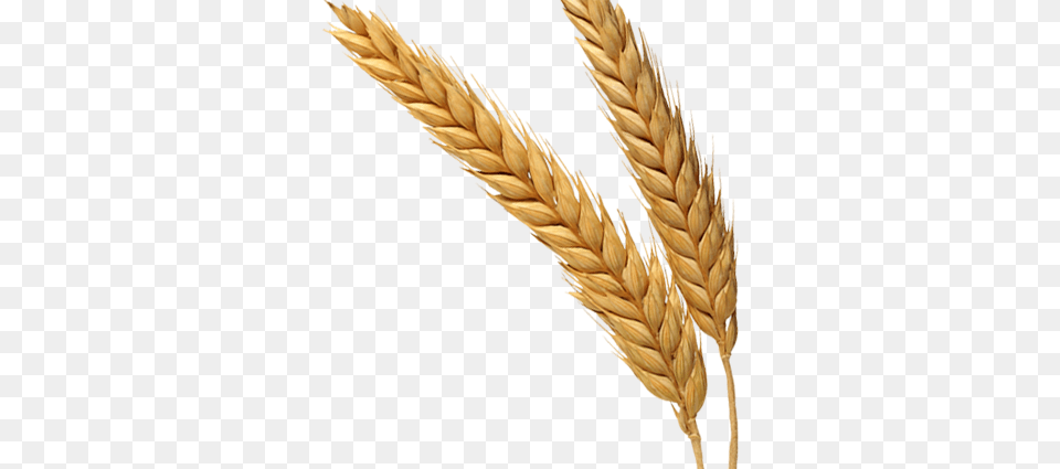 Wheat, Food, Grain, Produce, Smoke Pipe Free Png Download