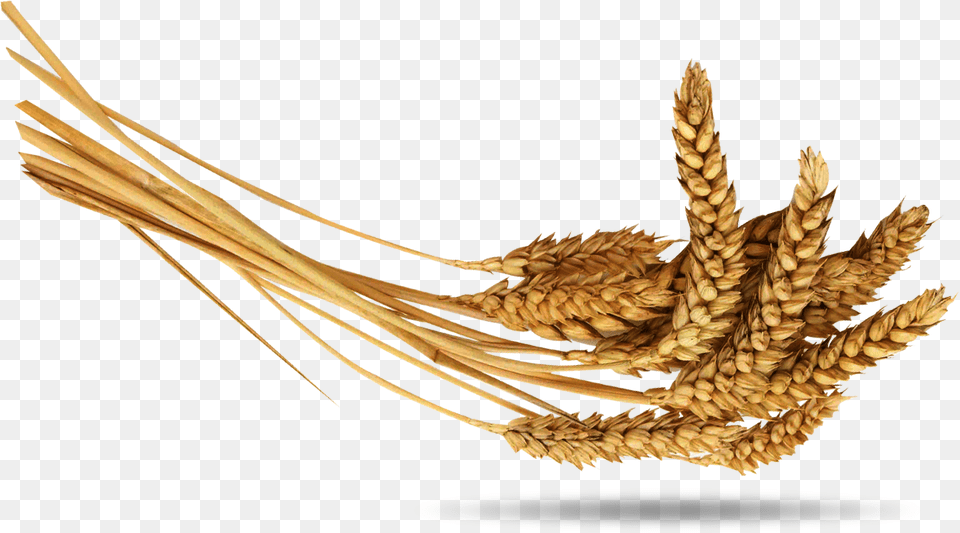 Wheat, Food, Grain, Produce Png Image