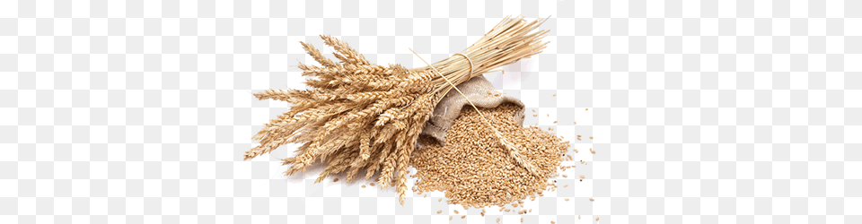 Wheat, Food, Grain, Produce, Animal Free Png Download