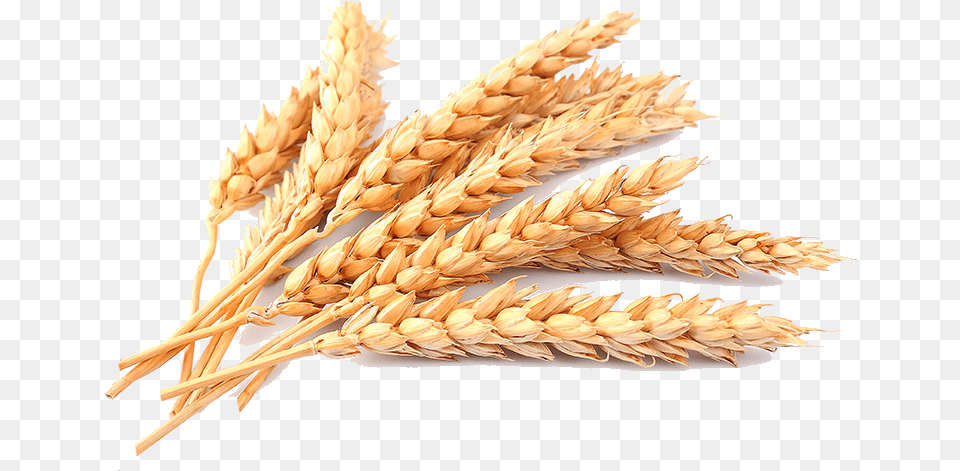 Wheat, Food, Grain, Produce, Fruit Png Image