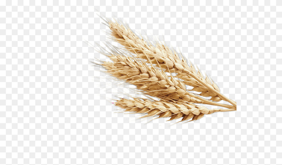 Wheat, Food, Grain, Produce, Animal Png