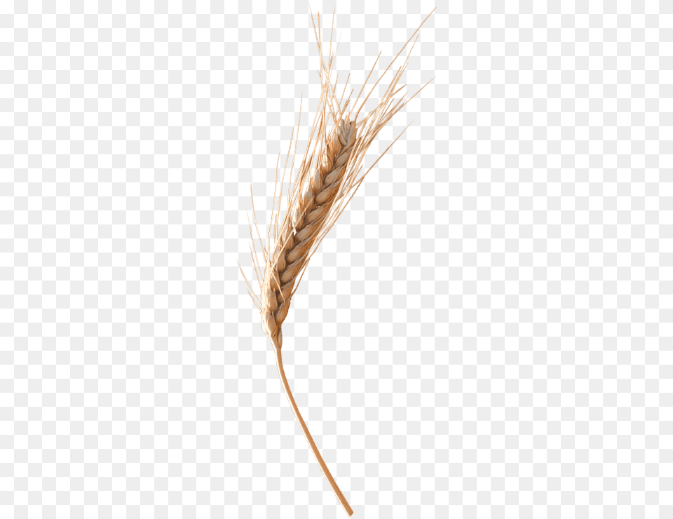 Wheat, Food, Grain, Plant, Produce Free Png Download