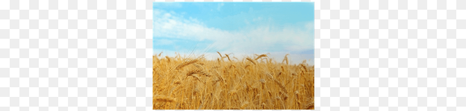 Wheat, Field, Food, Grain, Produce Free Transparent Png