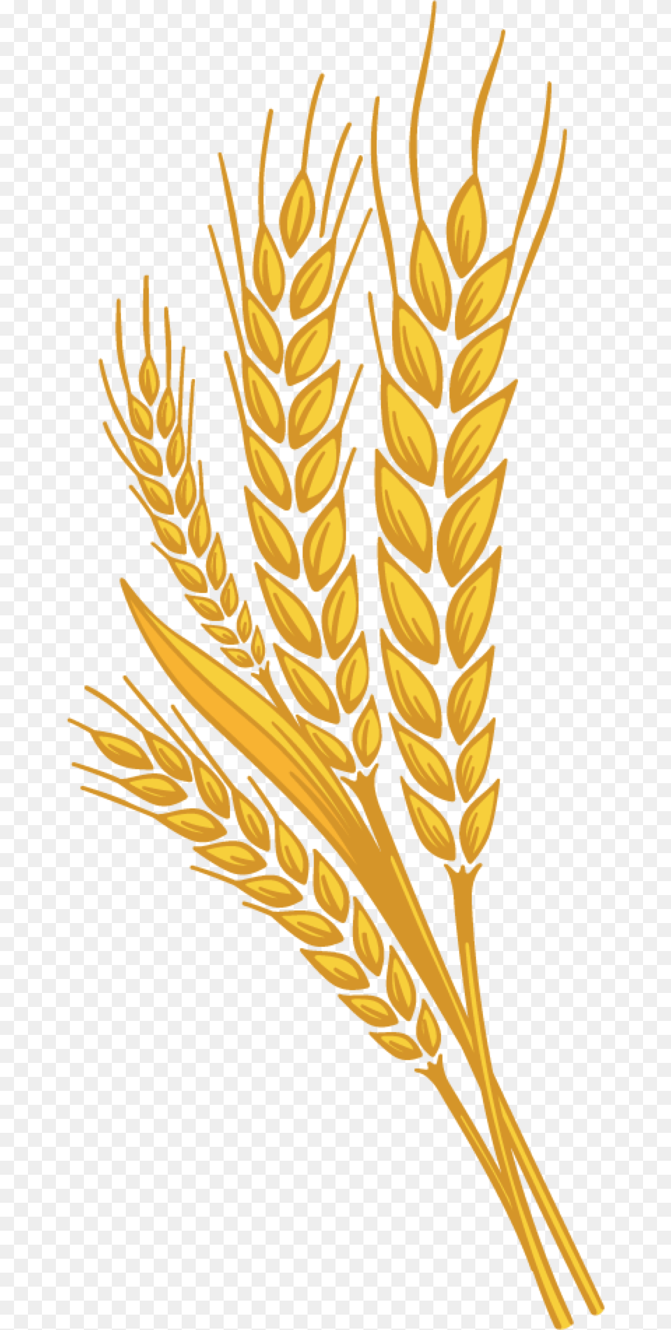 Wheat, Food, Grain, Produce Free Png Download