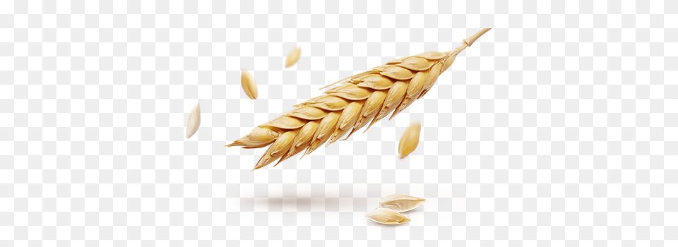 Wheat, Food, Grain, Produce, Animal Png