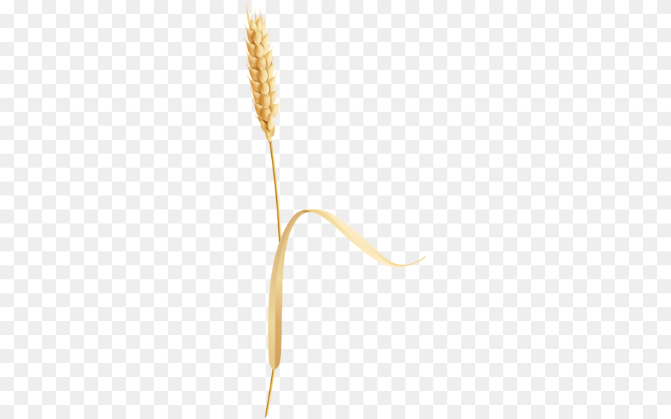 Wheat, Food, Grain, Grass, Plant Free Png Download