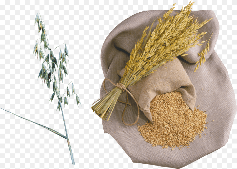 Wheat, Device, Electronics, Grass, Lawn Free Png