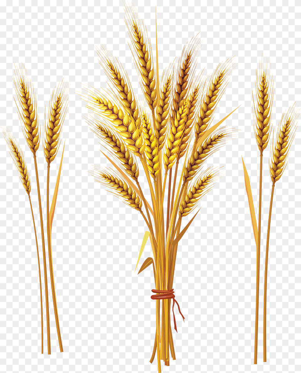 Wheat, Food, Grain, Produce Png Image