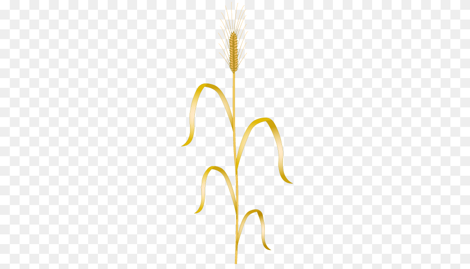 Wheat, Grass, Plant, Agropyron, Food Free Png Download