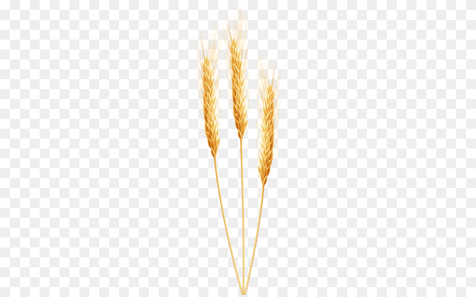 Wheat, Food, Grain, Produce Free Transparent Png