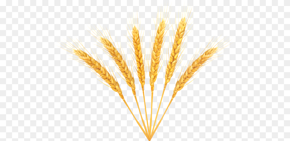 Wheat, Food, Grain, Plant, Produce Png Image