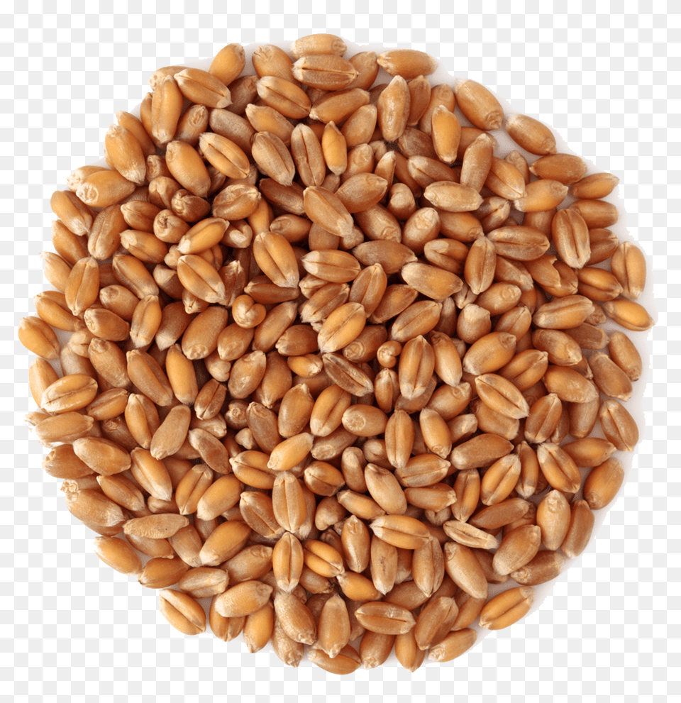 Wheat, Food, Grain, Produce Png