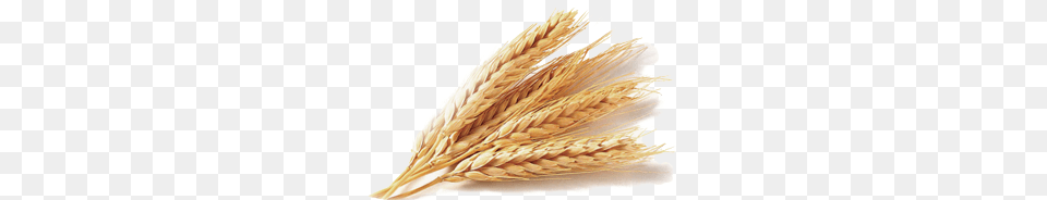 Wheat, Food, Grain, Produce Png