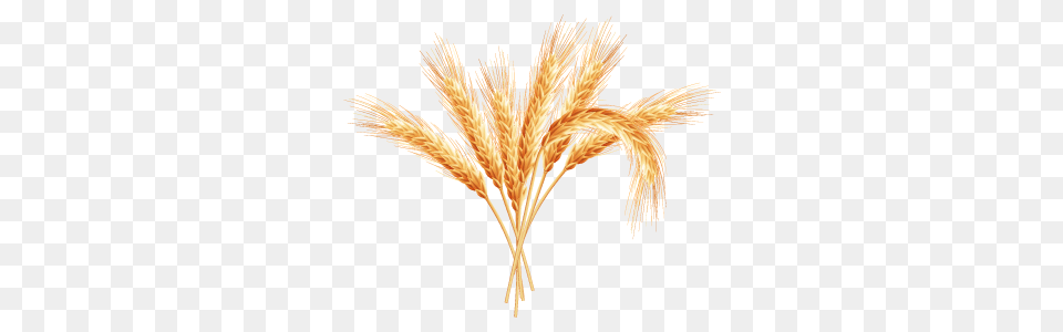 Wheat, Food, Grain, Produce, Animal Png Image