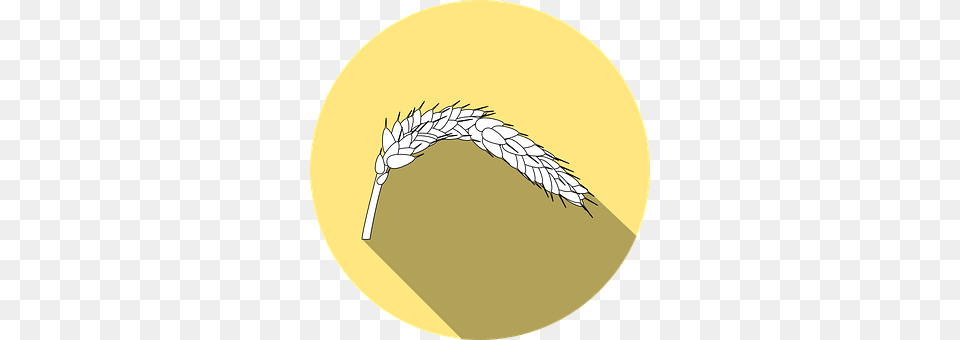 Wheat Food, Grain, Produce, Disk Free Transparent Png