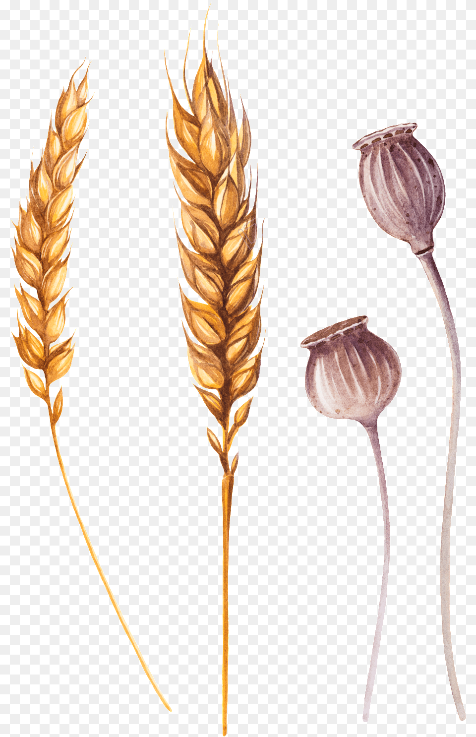 Wheat Ai Khorasan Wheat, Cutlery, Food, Grain, Produce Png