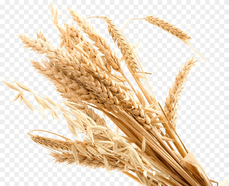 Wheat Background Background Wheat, Food, Grain, Produce Png