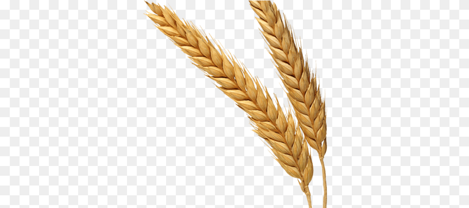 Wheat Background Wheat Germ, Food, Grain, Produce Png Image