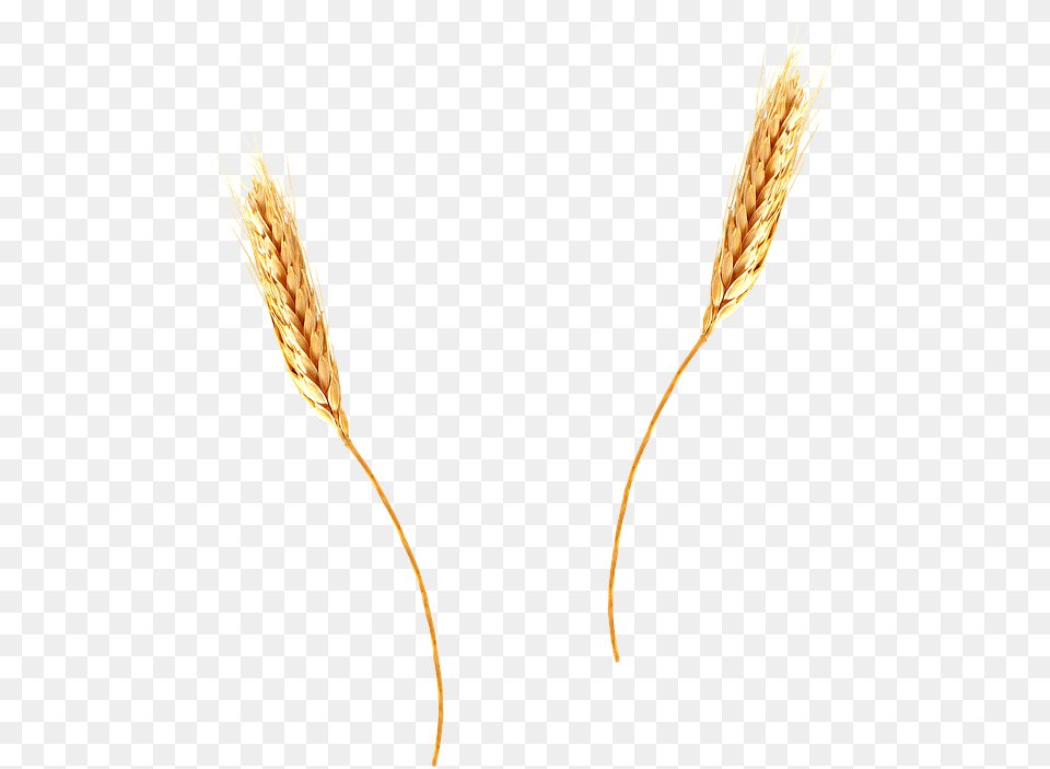 Wheat Background Wheat Straw, Food, Grain, Produce, Bow Free Transparent Png