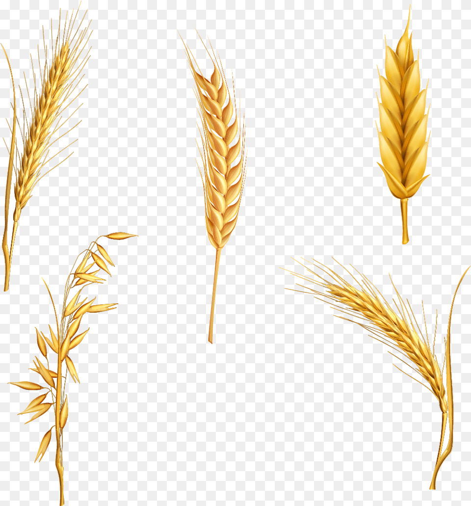 Wheat Cereal Clipart Stalk For And Use Pictures Wheat Clipart, Food, Grain, Produce, Plant Png