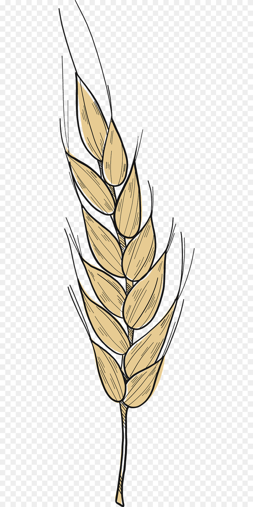 Wheat Clipart, Food, Grain, Produce Free Transparent Png