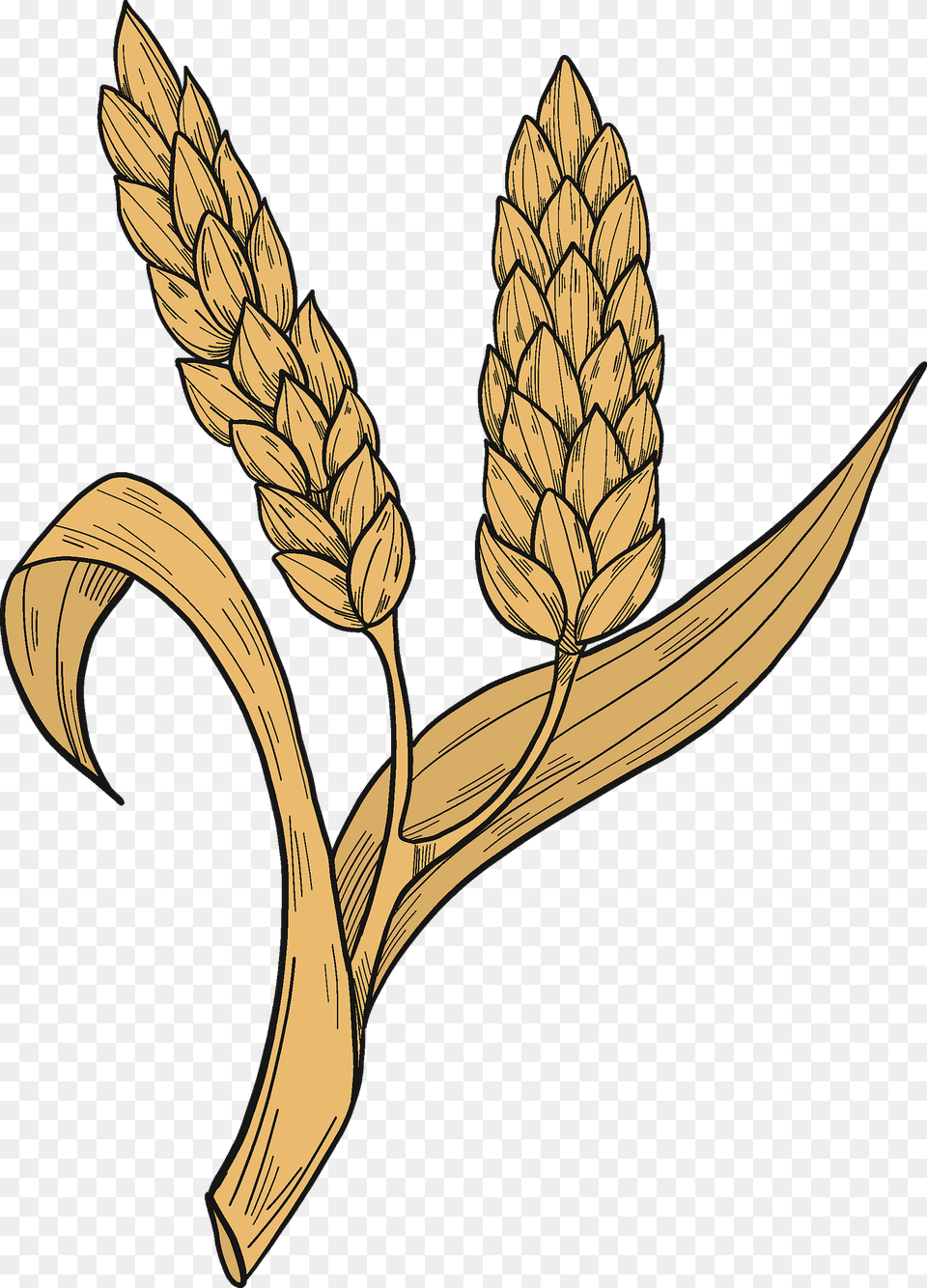 Wheat Clipart, Food, Grain, Produce Png Image