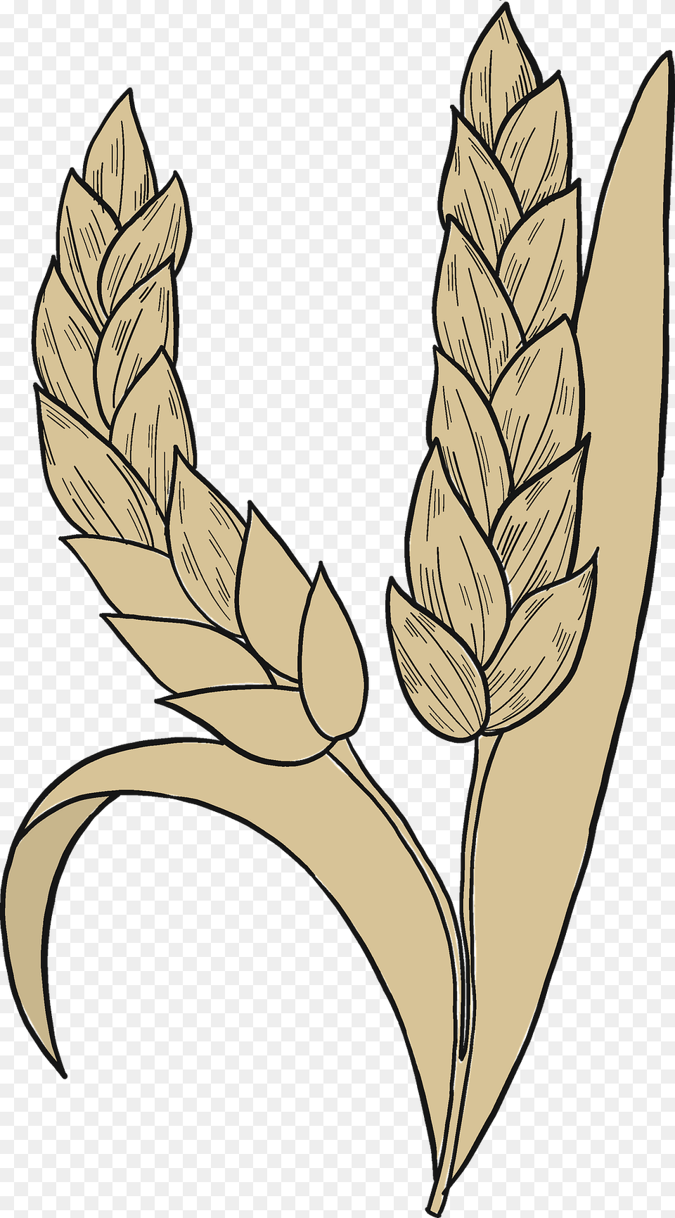 Wheat Clipart, Food, Grain, Grass, Plant Free Png
