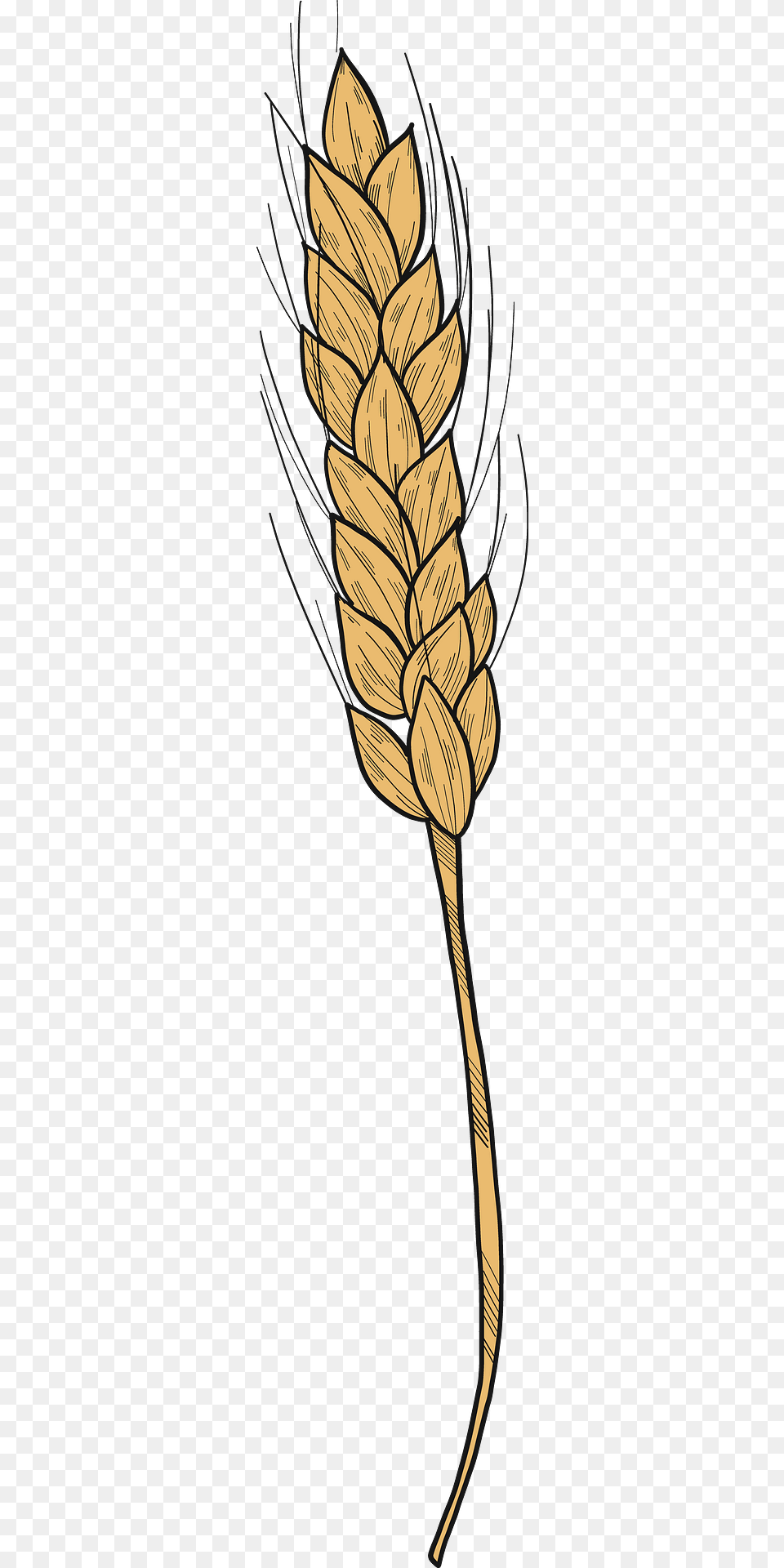 Wheat Clipart, Food, Grain, Produce Png