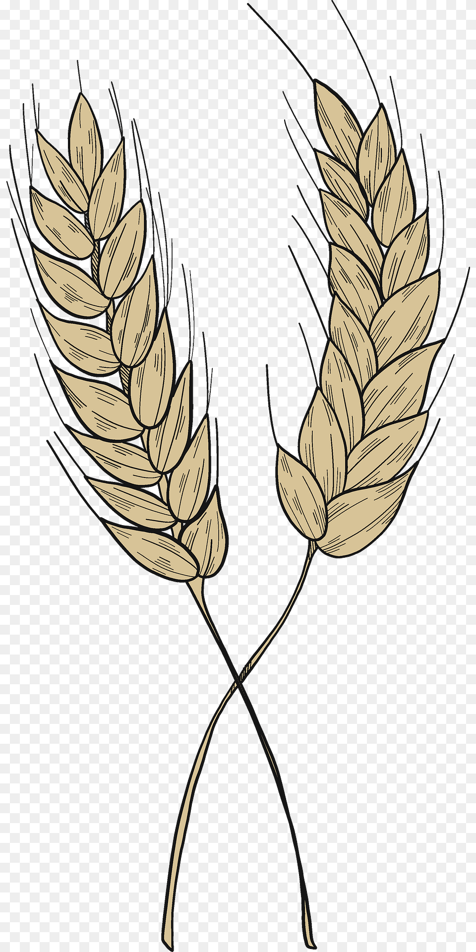 Wheat Clipart, Food, Grain, Produce, Grass Png